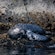 A mother sea lion and her cub lounging on a coastal rock